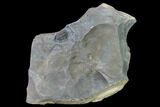 Flexicalymene Trilobite - LaPrairie, Quebec #164369-1